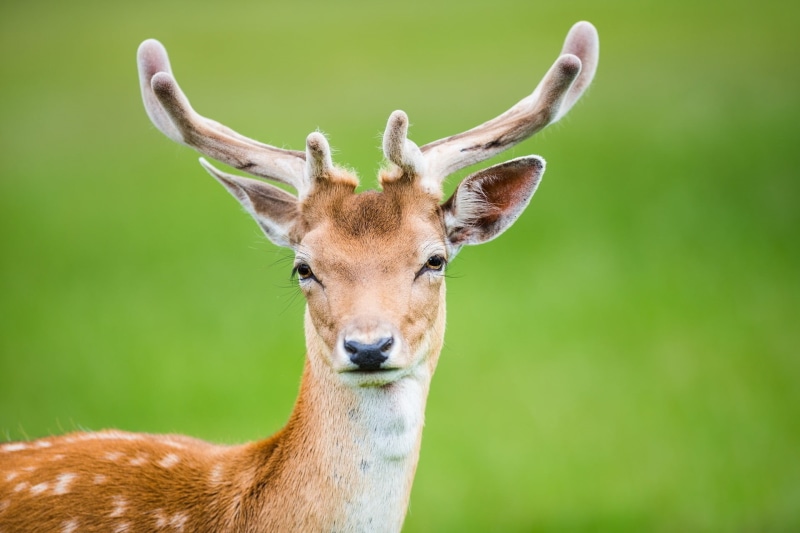 brown, looking, animal Head, antelope, standing, one Animal, beauty In Nature, spotted, green Color, wild Animals, animals In The Wild, antlers, summer