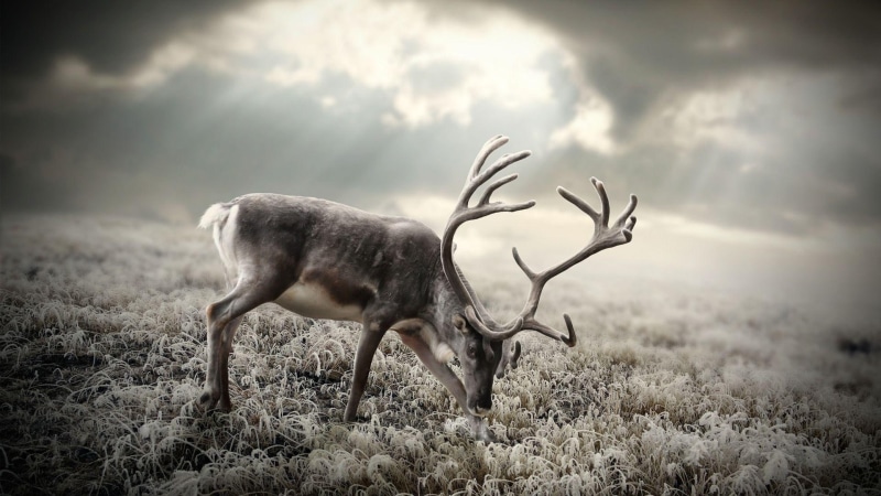 buck, deer, field, 1920x1080, 1080P, animals, reindeer