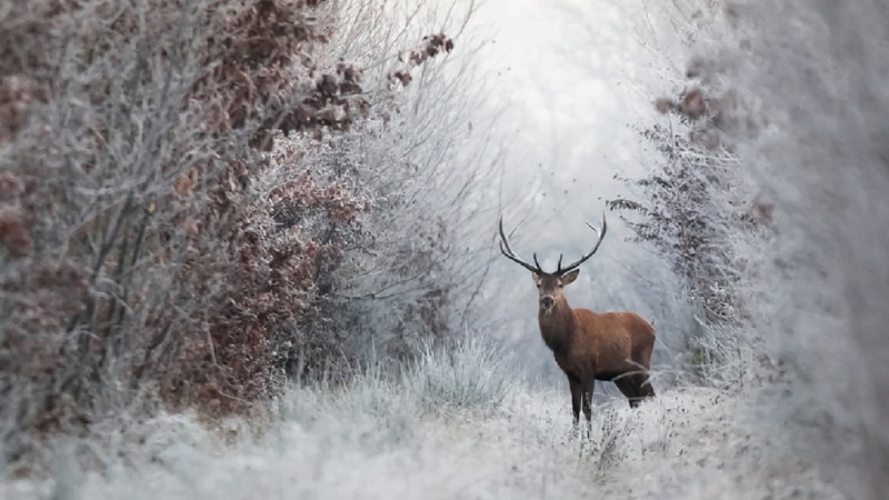 safari, herbivorous, goat, antlers, brown, beauty in nature, antler, caribou, buck, gazelle, vertebrate, ibex, plant, animal, ruminant, no people, one animal