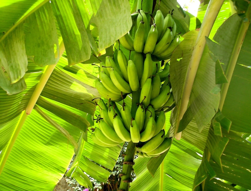 tree, healthy eating, Leaves, cultivation, outdoors, bunch of bananas, leaf, plant part, Fruit, food and drink, banana leaf, nutrition, lunch, green, banana