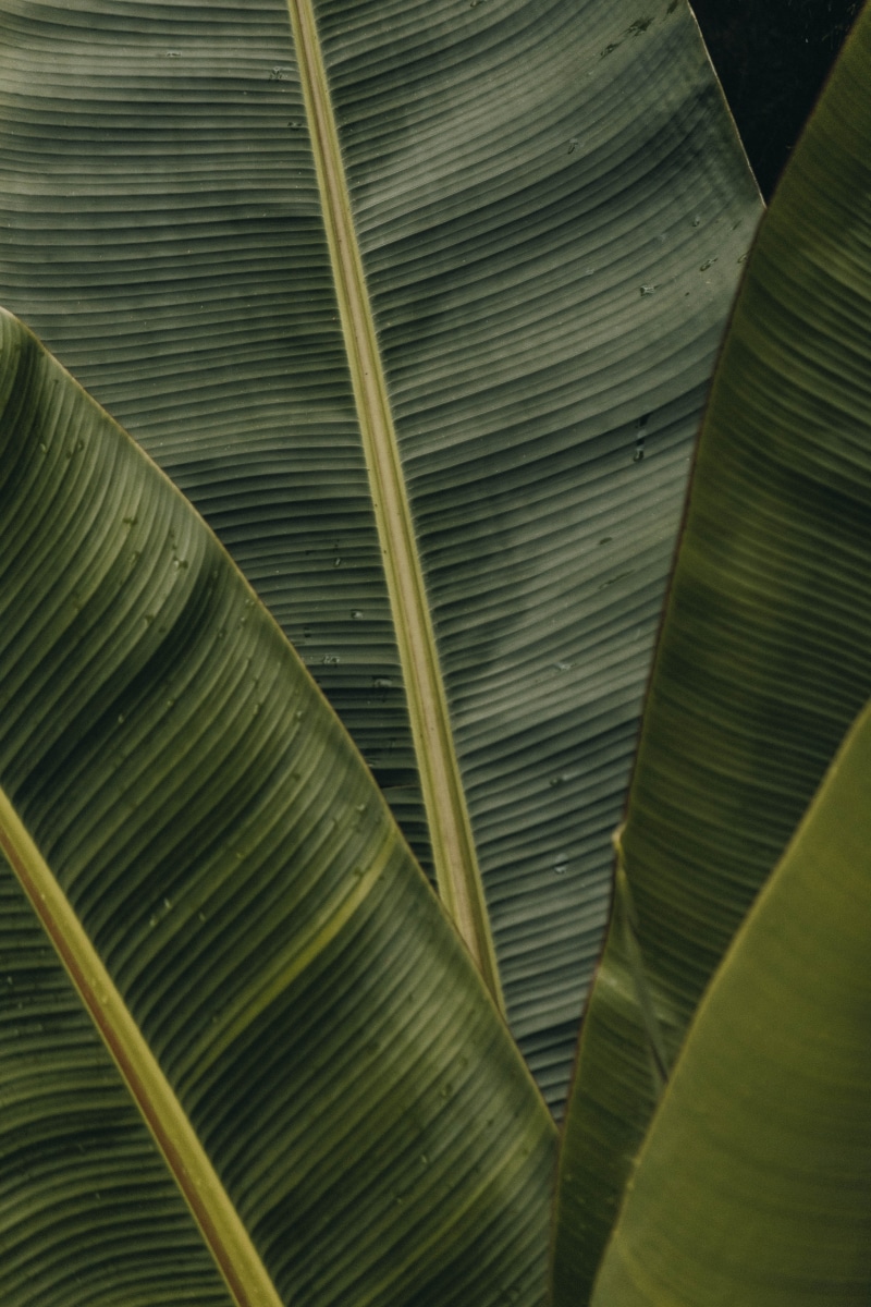abstract, tree, botany, lush Foliage, textured, outdoors, freshness, beauty In Nature, frond, botanical, plant, macro, palm Leaf, texture, leaf texture