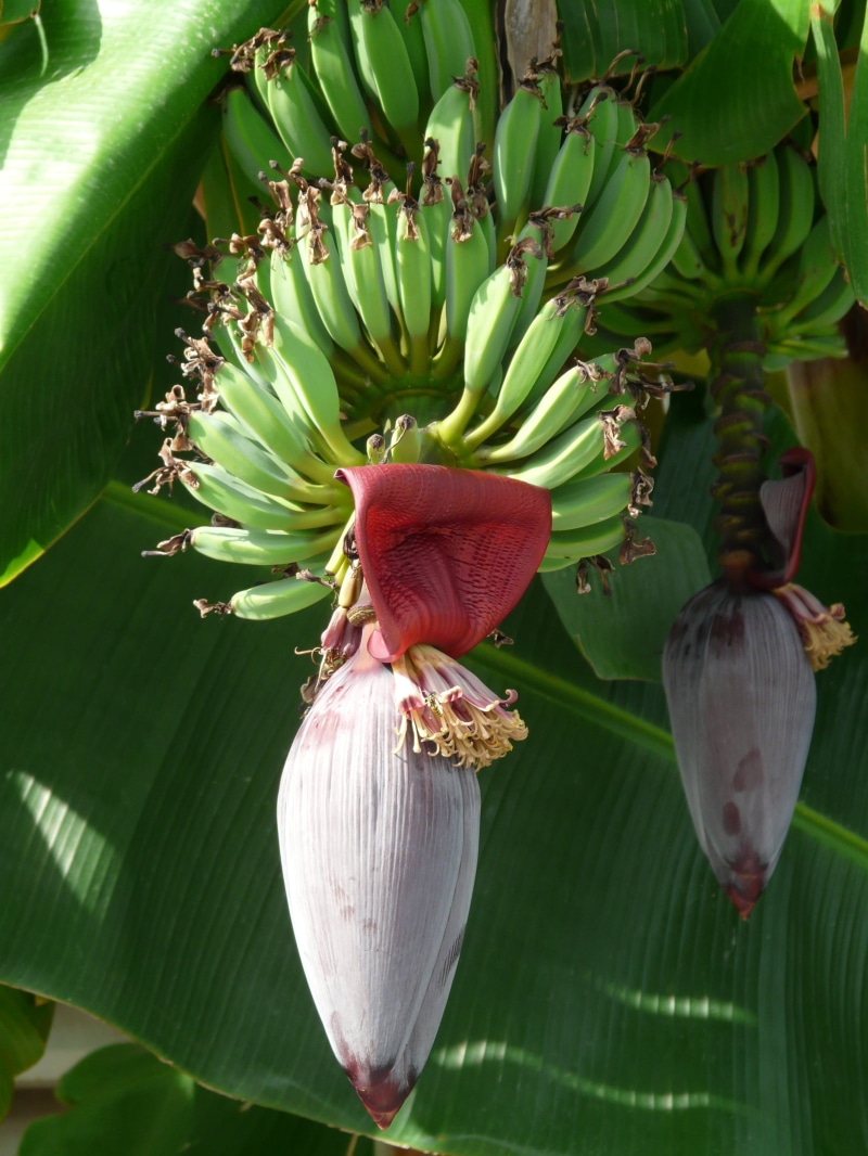 leaf, no people, infructescence, nature, delicious, green Color, photography, day, red, dessert banana, banana leaf, obstbanane, healthy, Bananas, eat