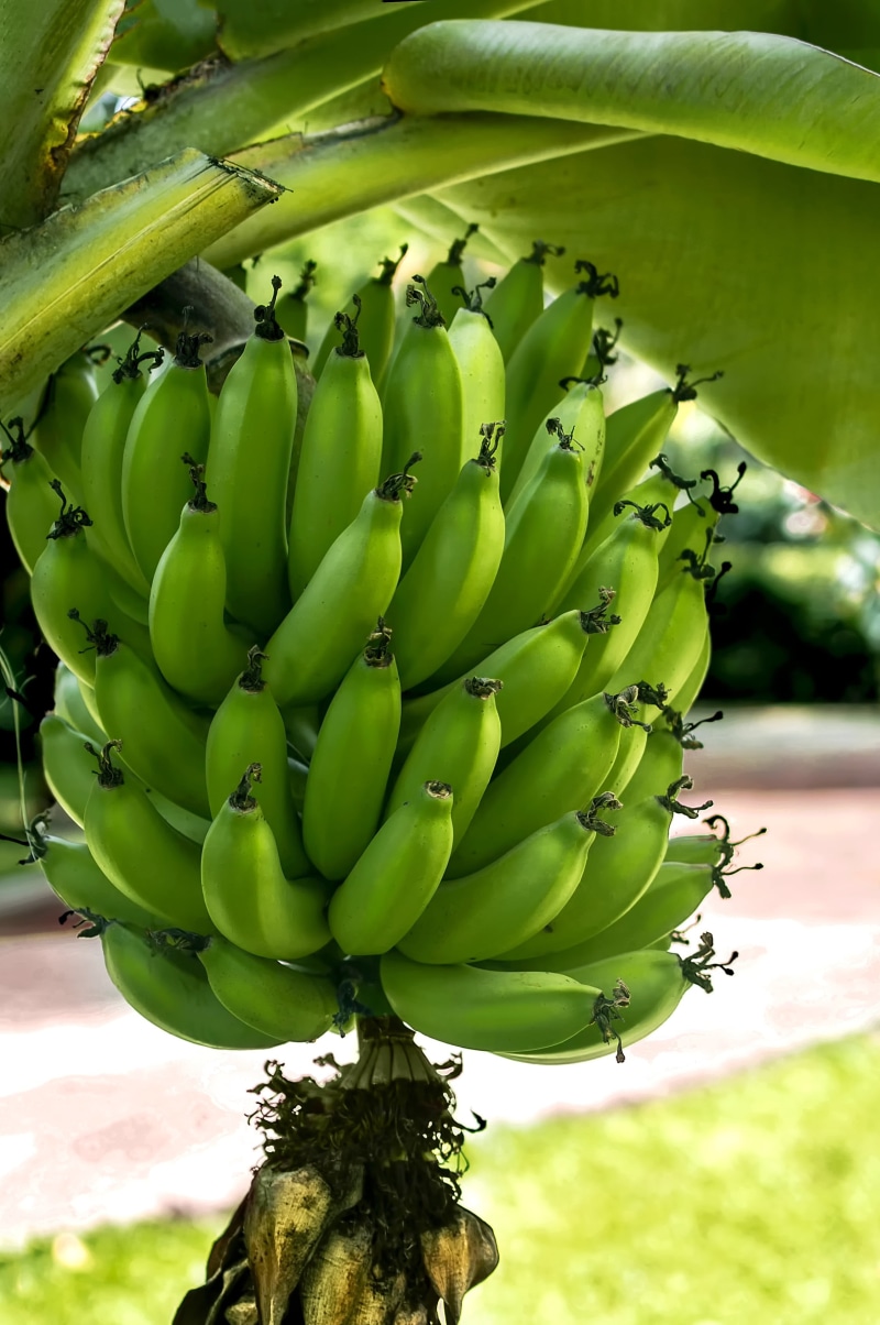 no people, hanging, fruit, green plantains, recipes, colombian, banana, 2K, growth, colombia, outdoors, food and drink, platano verde, close-up, colombian food