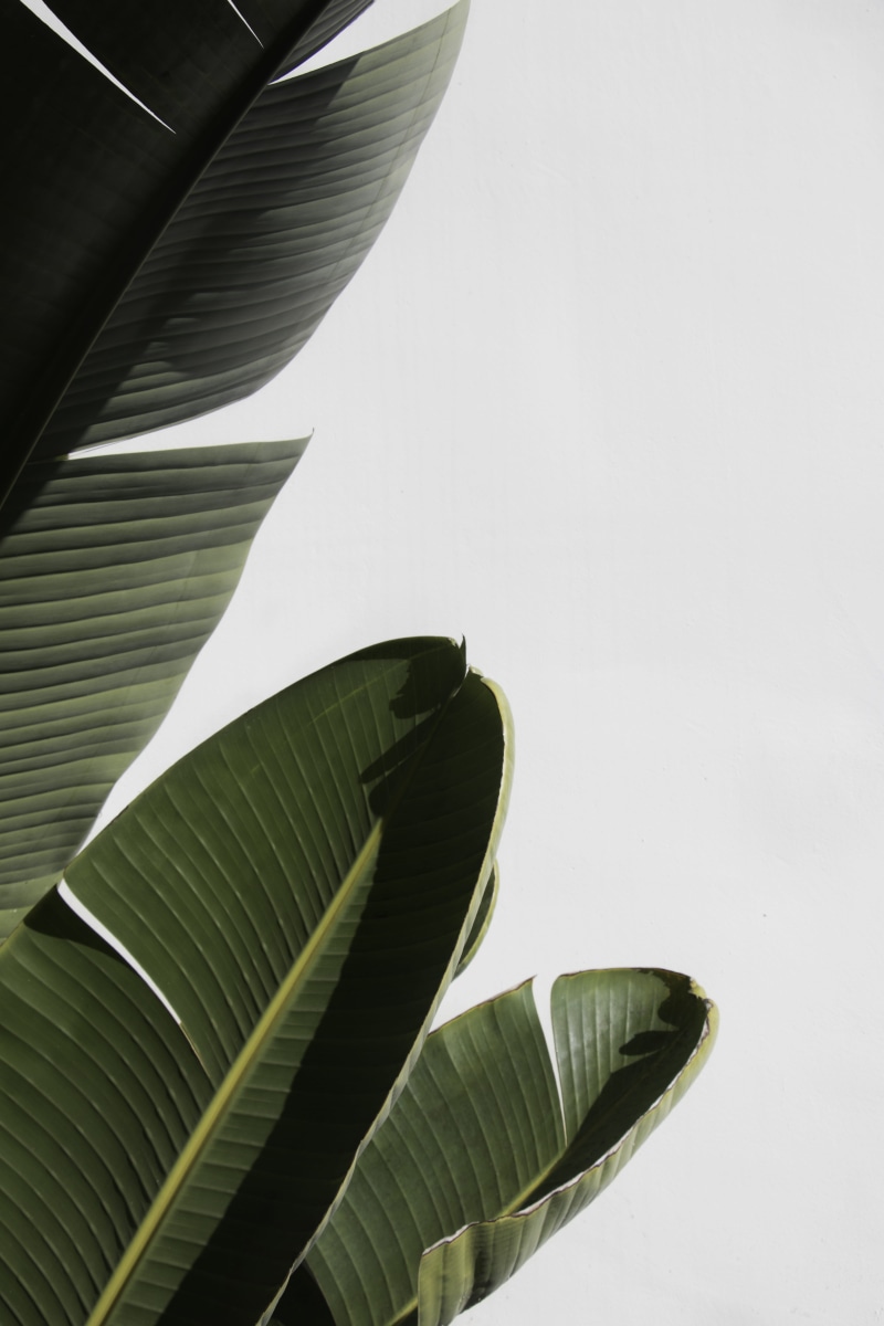 banana tree, color, veins, day, banana leaf, annonaceae, tree, no people, pattern, beauty in nature, flower, santa barbra, plant part, nature, plant, usa