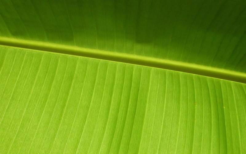 nature, palm leaf, pattern, palm tree, no people, plant part, leaves, close-up, banana leaf, macro, natural pattern, full frame, extreme close-up, leaf