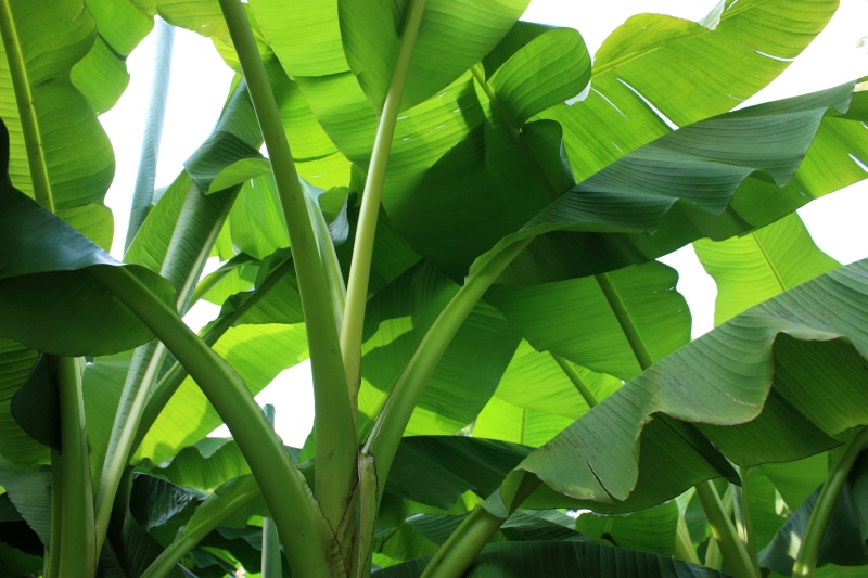 plant, outdoors, no people, tropical, green, banana leaf, leaf, low angle view, growth, tree, 4K, shrub, Banana, Banana Plant, green color, day, leaves