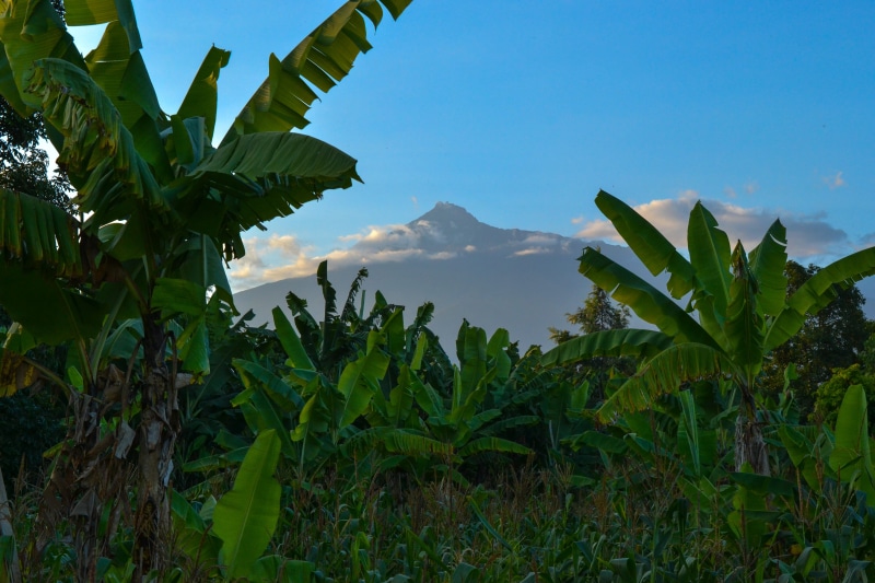 farm, leaf, day, nature, clear, 4K, beauty in nature, tranquility, non-urban scene, plant, banana, mountain, outdoors, africa, green color, plant part