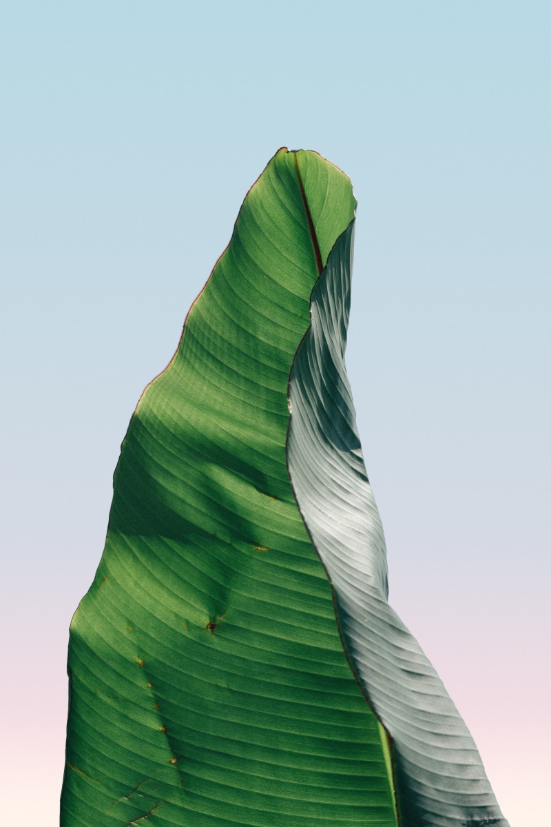 pattern, botany, plant, summer, banana leaf, eighty, palm, environment, leaves, close-up, outdoors, minimalist, nature, abstract, close, yellow