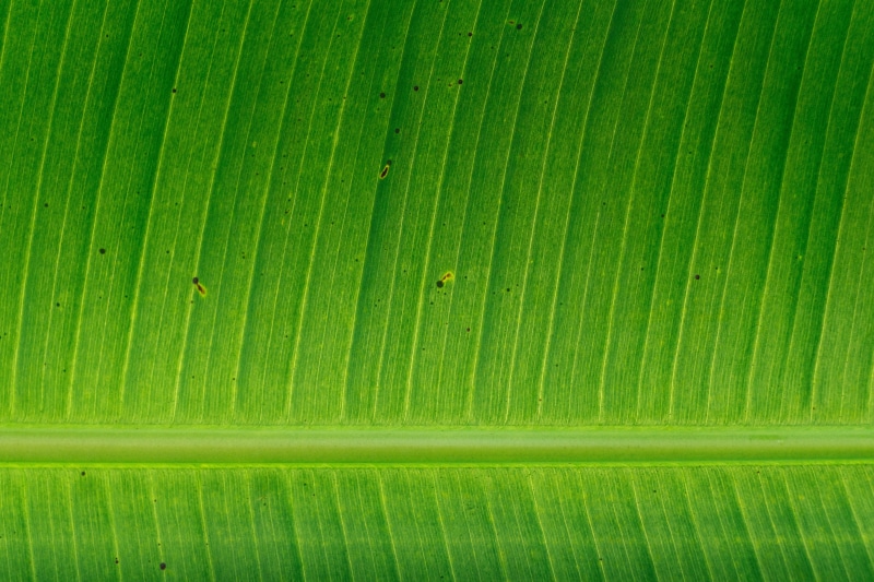 leaf, full frame, day, tree, plant part, vein, palm leaf, plant, textured, natural pattern, no people, freshness, backgrounds, banana leaf, growth, green color
