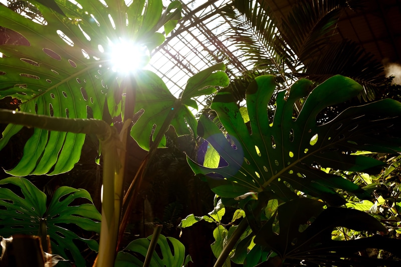2K, monstera, plant part, garden, palm tree, nature, vegetation, sun, day, building, madrid atocha, jungle, madrid, bright, leaf, land, tropical climate