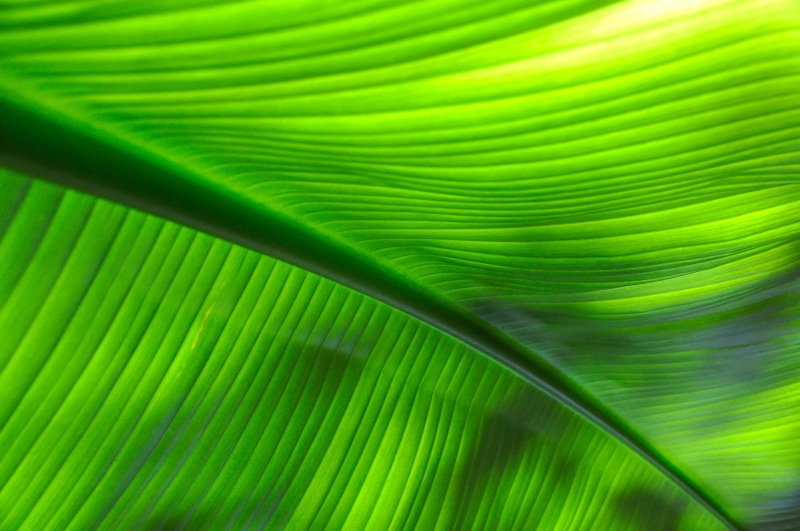 exotic, abstract backgrounds, close, background, textured effect, palm, beauty in nature, garden, shine through, textured, tropical cockroach, 4K, miami