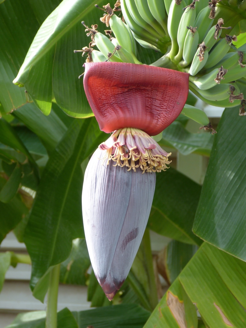 banana flower, flower head, freshness, banana tree, focus on foreground, no people, inflorescence, vulnerability, blossom, food and drink, flower, healthy