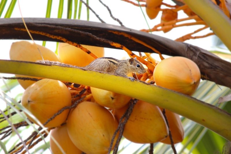 plants, invertebrate, ripe, animals, 5K, tree, food and drink, focus on foreground, animal, squirrel, banana, vertebrate, food, king coconut, animal themes