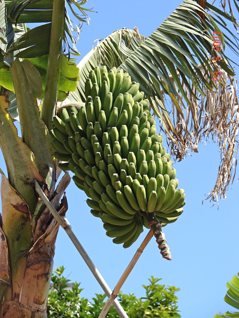 low angle view, beauty in nature, food, tree, bunch, hanging, sky, nature, day, tropical fruit, freshness, ripe, 2K, Fruit, tropical climate, healthy eating
