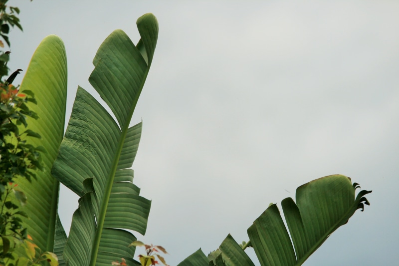 green color, nature, three, sub-tropical, leaves, tranquility, growth, green, sky, palm leaf, outdoors, wild banana, torn, leaf, banana leaf, tree, banana
