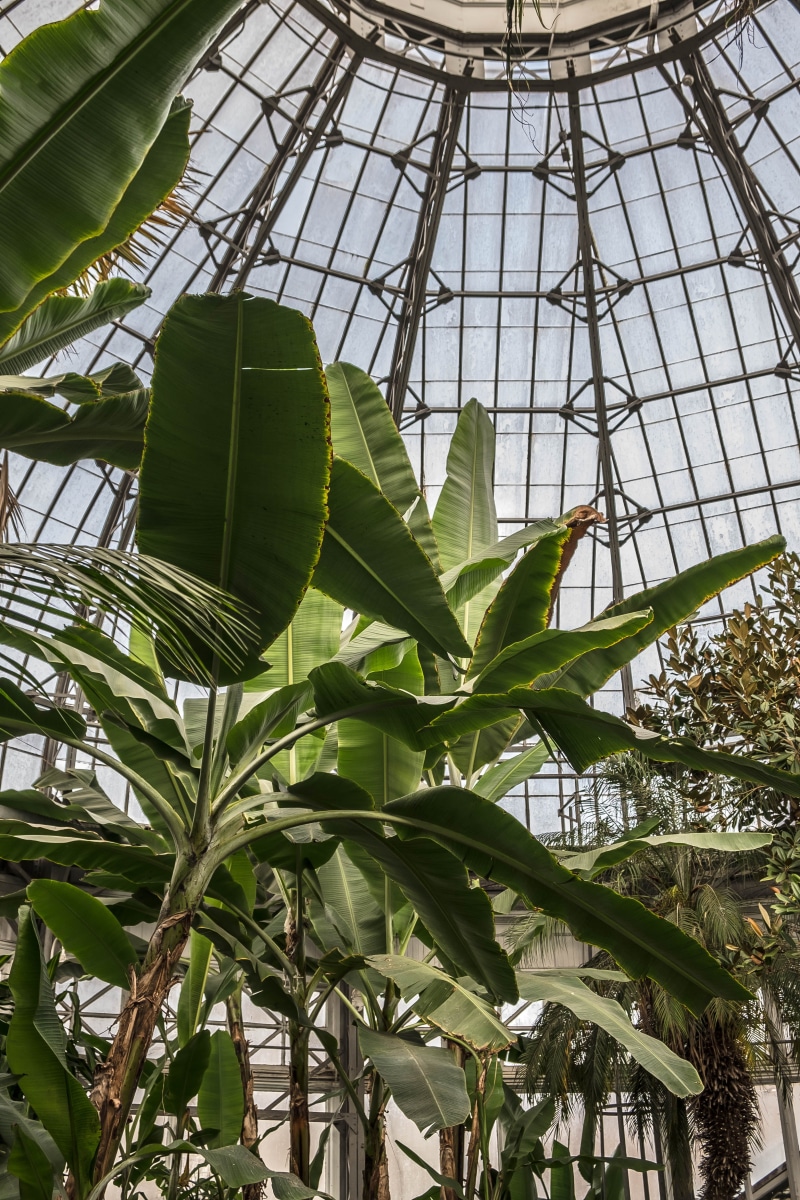 nature, leaf, indoor plant, architecture, palm tree, plant nursery, plants, growth, green, green color, banana tree, low angle view, plant, outdoors, greenhouse