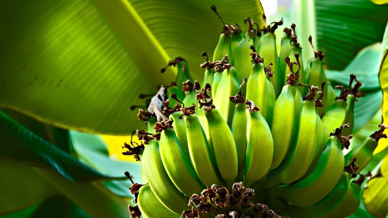 ripe, sweet Food, green, leaf, 1080P, banana, banana Tree, freshness, wellbeing, growth, green Color, branch, close-up, bunch, food, nature, plant, beauty in nature
