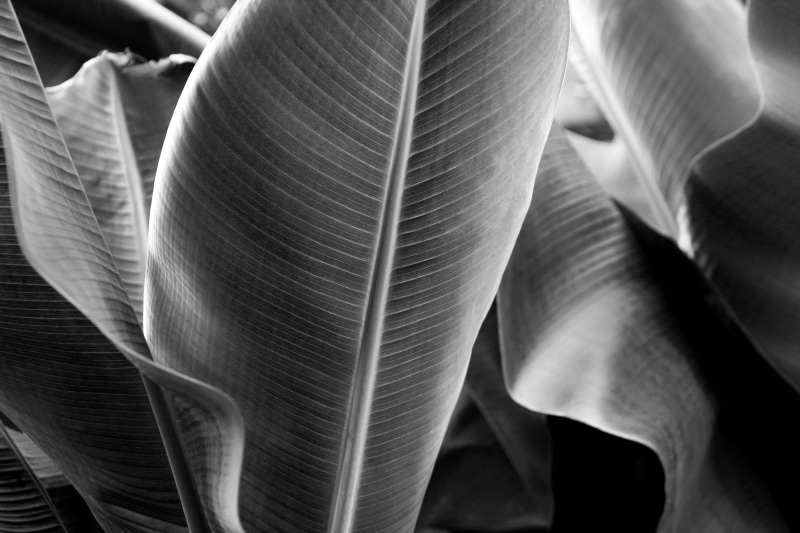 close-up, photography, greyscale, leaf, no people, lightweight, focus on foreground, flower, textured, trees, botanical, beauty in nature, colors, indoors