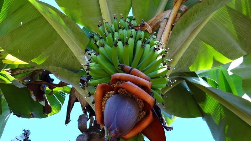 food, export, wellbeing, plant part, tropical fruit, Fruit, biomass, green color, beauty in nature, growth, freshness, leaves, no people, nature, natural vitamin