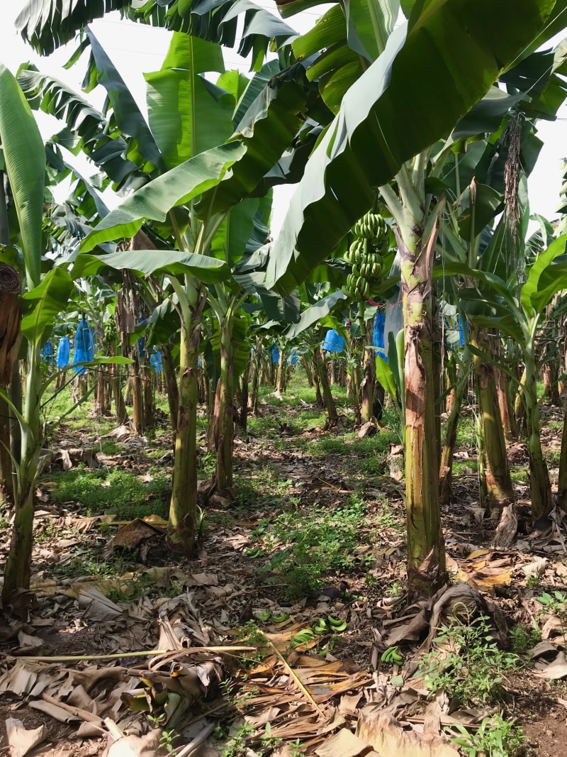 sunflower, day, vegetable, banana, green color, agriculture, trunk, bamboo, pineapple, tree trunk, soil, ground, 4K, growth, sunlight, rural scene, field