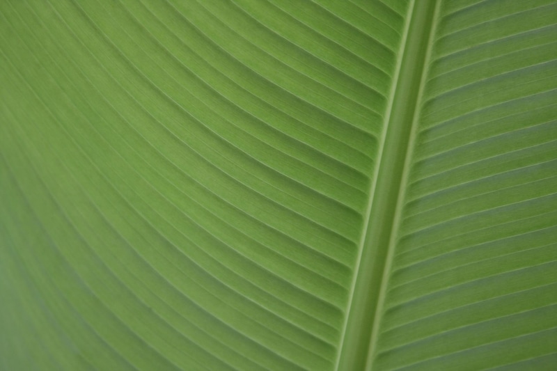 growth, palm leaf, plants, leaves, palm tree, leaf vein, beauty in nature, macro, no people, backgrounds, plant part, leaf, tropical tree, tropical climate