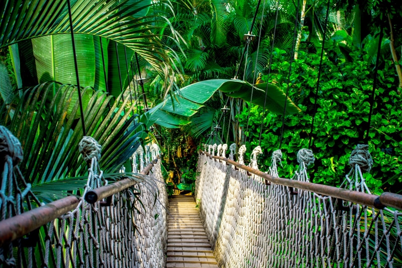 rock, caribbean, holiday, day, footbridge, mood, idyllic, wood, growth, romance, high, river, daytime, rainforest, landscape, architecture, tribe, tropical Rainforest