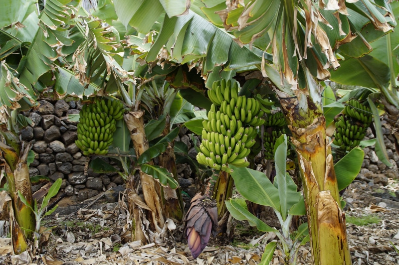 food and drink, leaf, banana plantation, plant, tree, green, wind, tropical, banana leaf, unripe, freshness, plant part, field, no people, 5K, banana