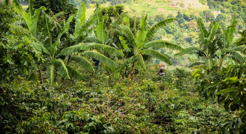 animal, beauty in nature, jamaica, green color, lush foliage, no people, plantage, leaf, coffee, tranquility, plant part, growth, land, 4K, foliage, animals in the wild