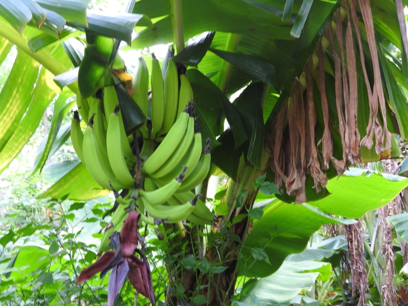 freshness, hanging, food, isla dometepe, growth, plant part, 4K, tree, day, agriculture, leaf, nicaragua, banana, outdoors, banana tree, green color, wellbeing