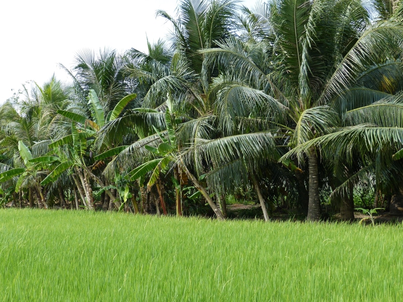 tropics, green Color, outdoors, tranquility, green, tranquil scene, tropical Climate, g, vegetation, no people, vietnam, grass, palm, beauty in nature
