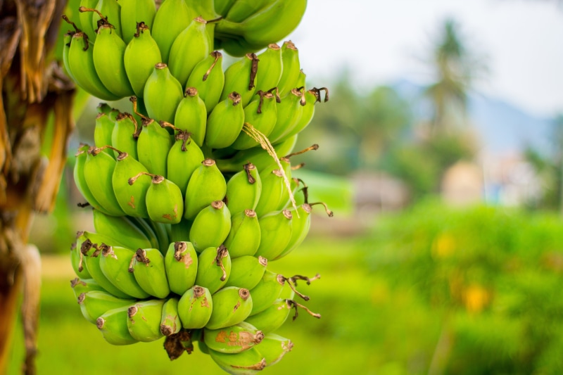 tropical fruit, limbangan sari, 5K, food and drink, outdoors, bunch, landscape photography, jawa barat, freshness, morning, no people, tree, fruit, limbangan