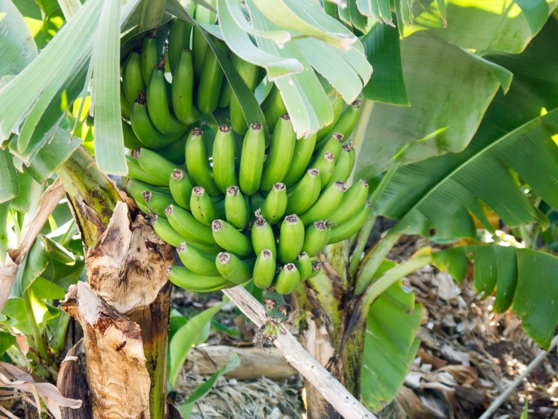 bananas, growth, plant, banana tree, leaf, tree, unripe, green, banana, agriculture, immature, healthy eating, green color, bunch, wellbeing, banana shrub