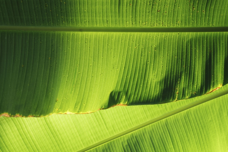 no people, leaf, nature, backgrounds, palm leaf, plant, full frame, beauty in nature, green, plant part, day, freshness, green color, close-up, tree, growth