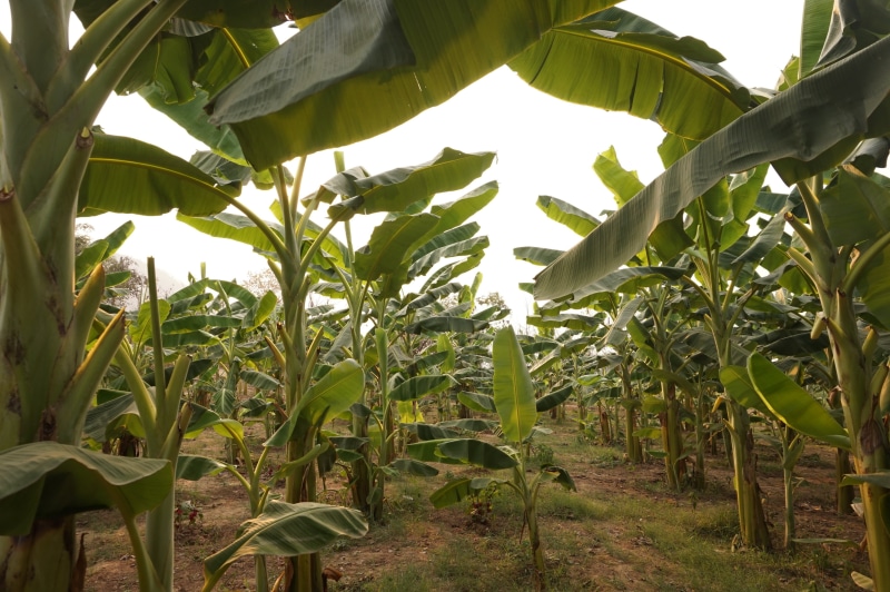 green, tourism, grow, green color, asia, sky, land, food, no people, crop, corn, outdoor, agriculture, culture, traveling, outdoors, field, southeast asia
