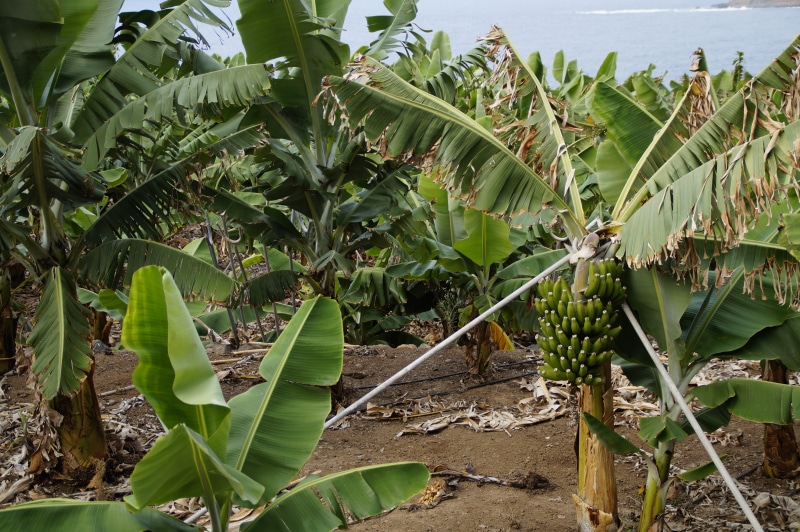 cultivation, tropical Climate, rural scene, bananas, no people, banana, banana cultivation, banana leaf, nature, plant part, plant, leaves, banana plant