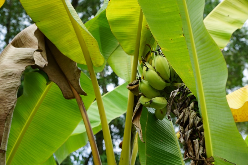 close-up, plant part, day, no people, food, low angle view, leaves, banana tree, nature, banana leaf, beauty in nature, green color, growth, tree, plant