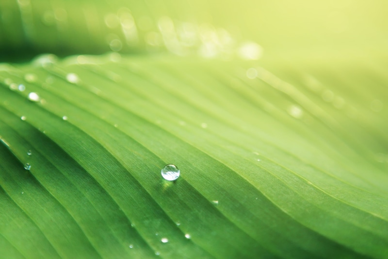 water, moisture, drops, garden, blur, palm leaf, line, no people, raindrop, full frame, wet, light, banana leaf, liquid, 2K, close-up, freshness, waterdrops