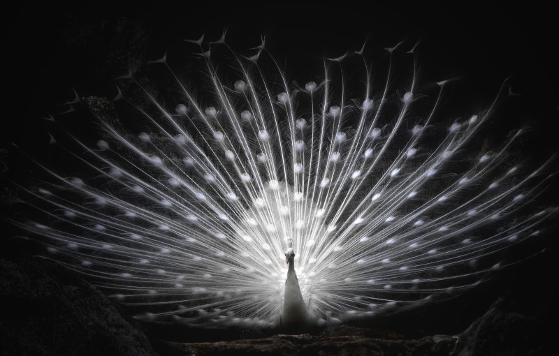 celebration, whitepeacock, focus, white peacock, animals in the wild, nature, studio shot, peacock feather, wheel, majestic, vertebrate, one animal, night