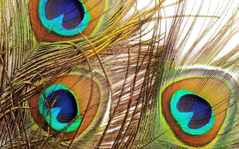 photography, peacock, 1080P, feathers, feather, hd