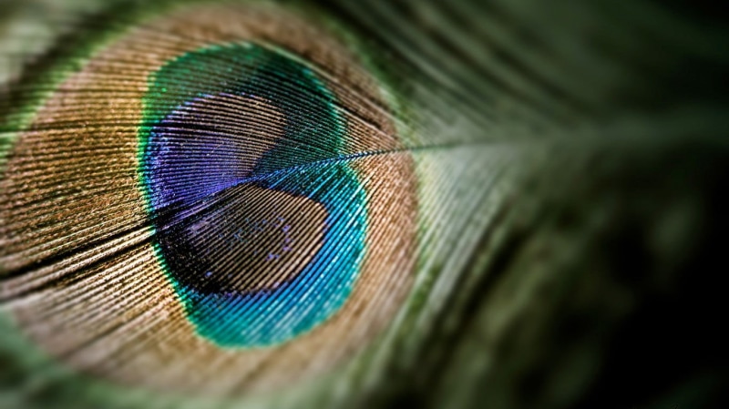 peacocks, fragility, green color, peacock feather, blue, studio shot, no people, nature, beauty in nature, feather, ornate, close-up, animal themes, feathers