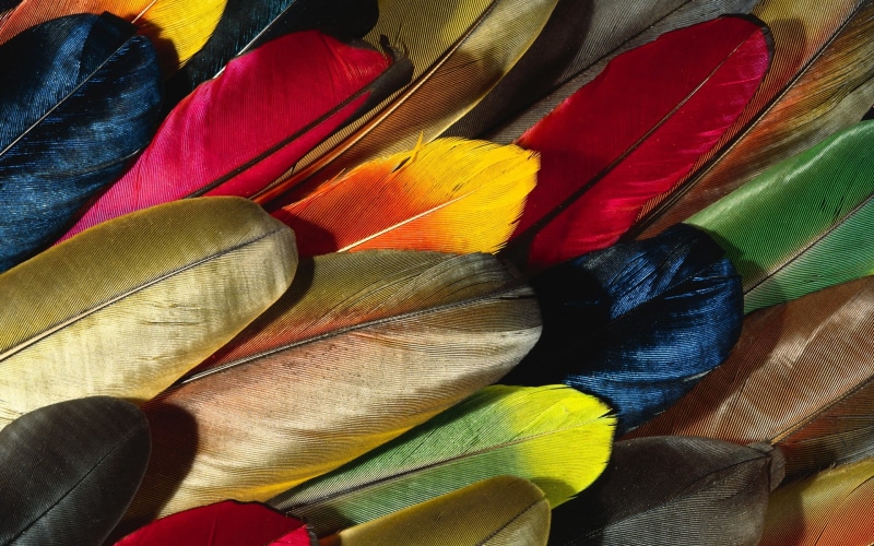flowering plant, feathers, 1080P, variation, plant part, pattern, textile, close-up, colorful, color Image, flower, feather, indoors, nature, colors, bird