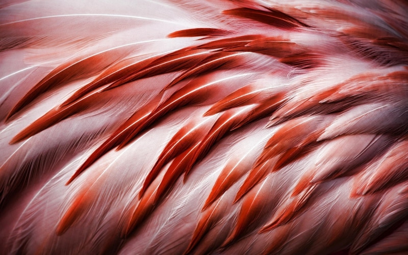 1080P, Bird, Feathers, Flamingo