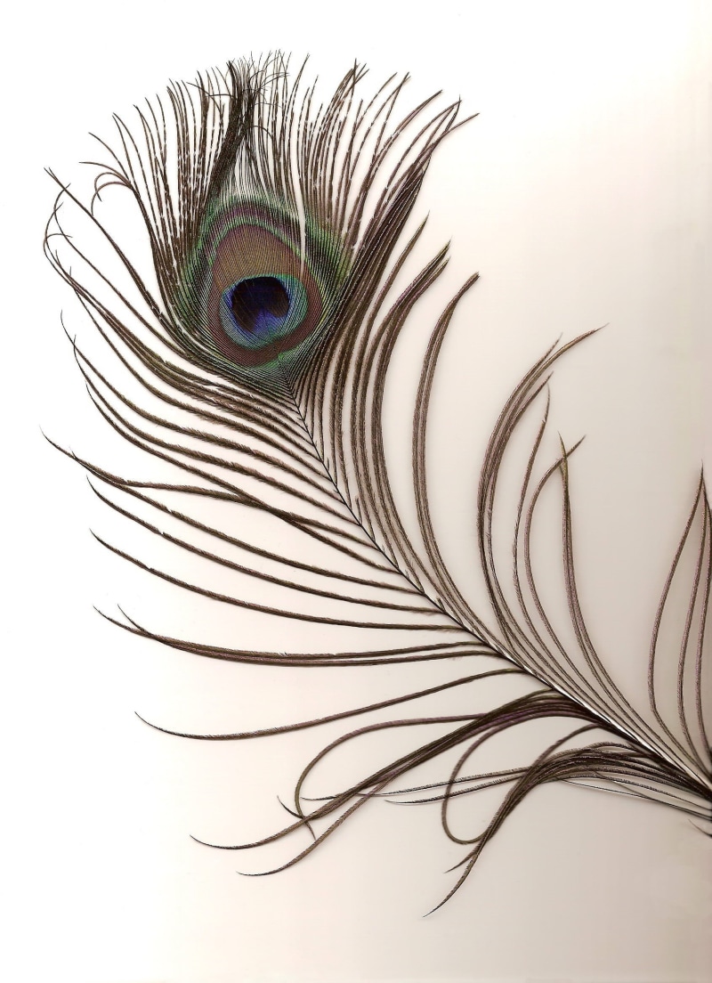 nature, fragility, animal, texture, male, multi colored, innocence, no people, white background, surface, abstract, feather, indoors, blue, peacock, color