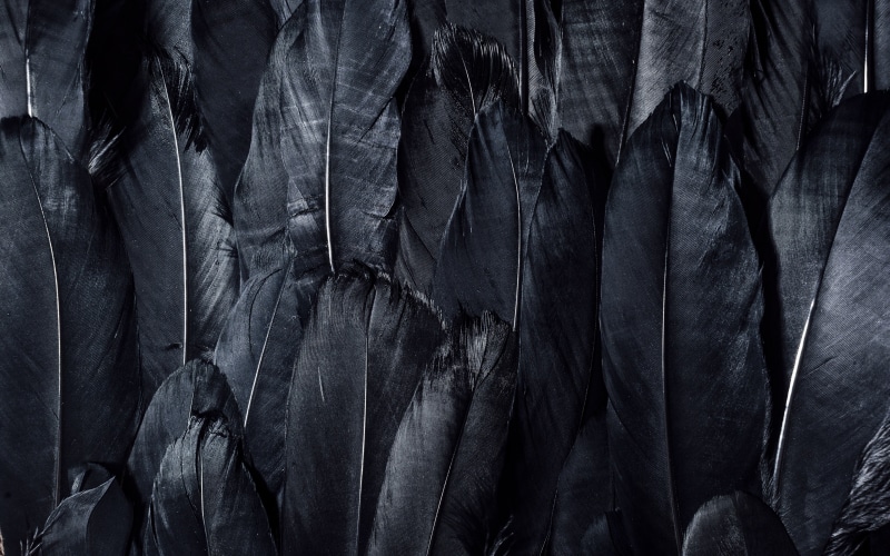 dark, 4K, textures, black feathers, 4k ultra hd background, black, feathers