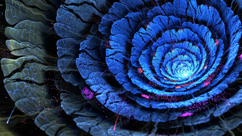 purple, directly above, beauty In Nature, cyan, concentric, 1080P, growth, blue, flower, no people, circle, close-up, freshness, close, nature, fractal flowers