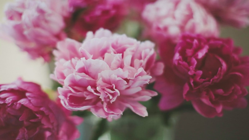petaled, plant, flower, ornamental garden, bunch of flowers, flower arrangement, pink flowers, freshness, white, pink, growth, vulnerability, petal, flower head