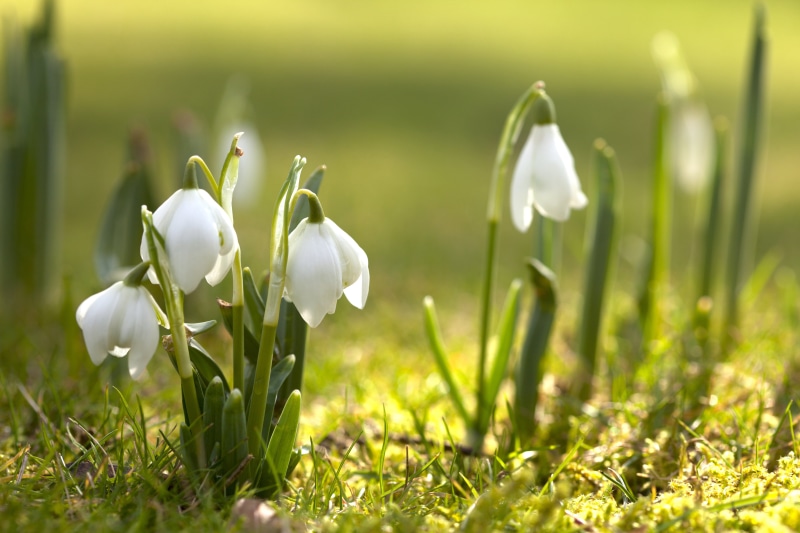 land, yellow, primrose, botany, freshness, flowerbed, no People, summer, close-up, snowdrop, spring, petaled, backgrounds, bright, nature, crocus, flowers