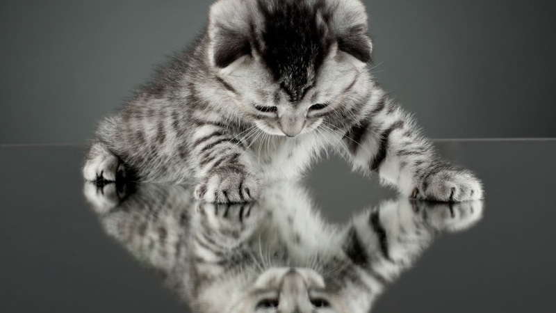 close-up, no people, feline, kittens, animal themes, reflection, mammal, animals, domestic cat, animal, vertebrate, kitten, cat, nature, 1080P, domestic