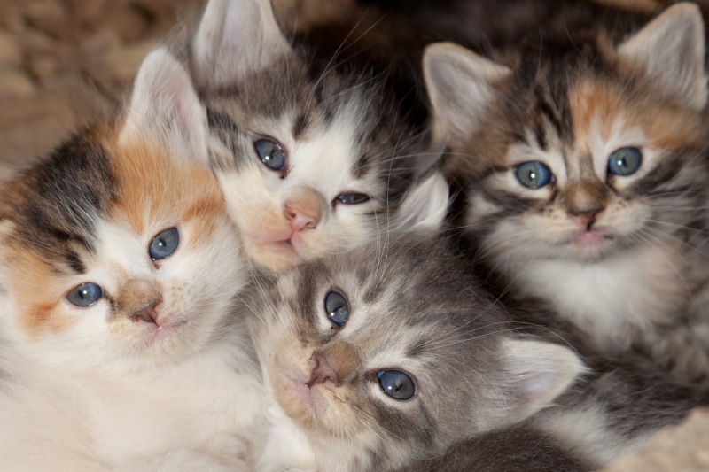 togetherness, 2K, young animal, domestic animals, feline, animal themes, looking at camera, cat, animal, cats, animal eye, indoors, two animals, whisker