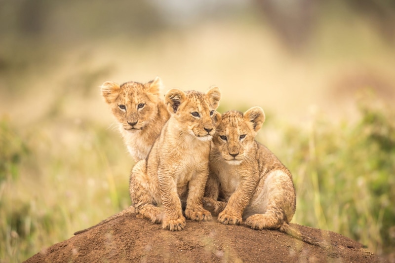 Baby Animal, Cats, Cub, Lion, 1080P, Wildlife